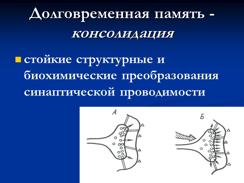Долговременная память - консолидация стойкие структурные и биохимические преобразования синаптической проводимости